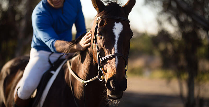 La toux du cheval : Symptômes et traitements