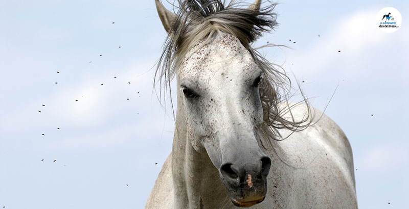 Comment protéger son cheval des mouches ?