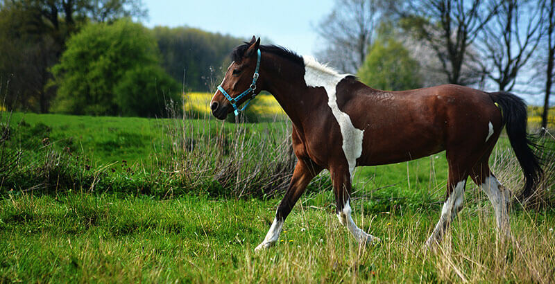 La gourme, l'angine du cheval