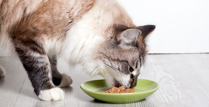 Combien de repas par jour pour un chien / chat ?
