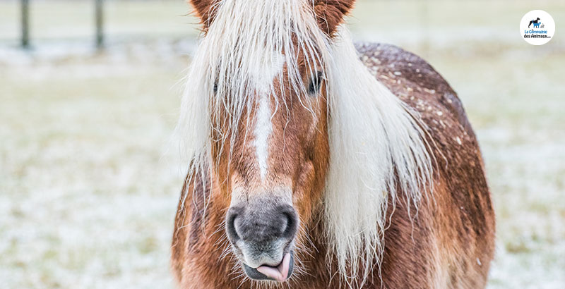 Quels sont les dangers du pâturage pour les chevaux ?