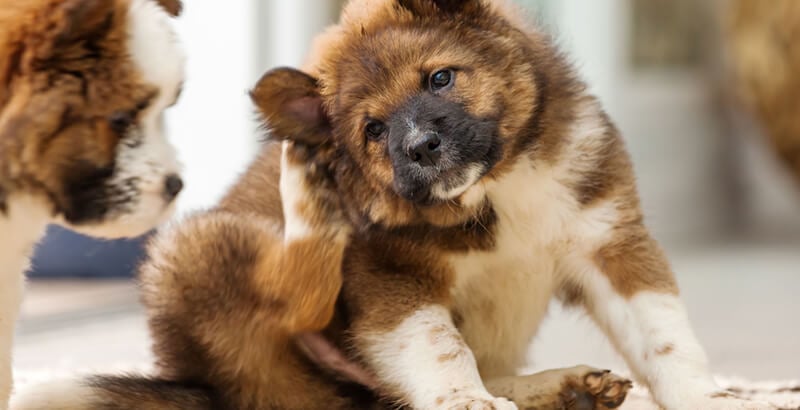 La maladie de Lyme chez le chien