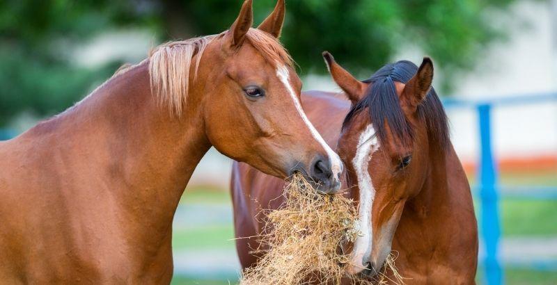Alimentation des chevaux : Les concentrés & les compléments