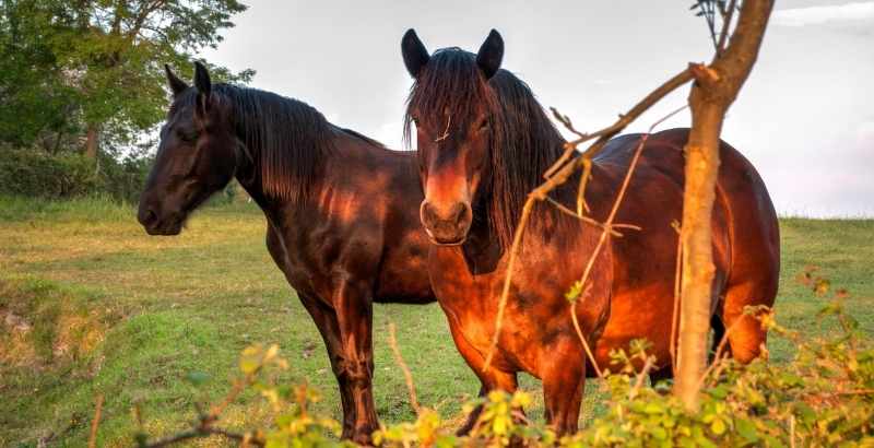 La Phtiriose : les Poux des chevaux 