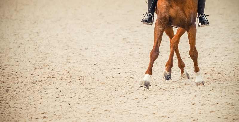 Comment prendre soin des pieds de son cheval ?