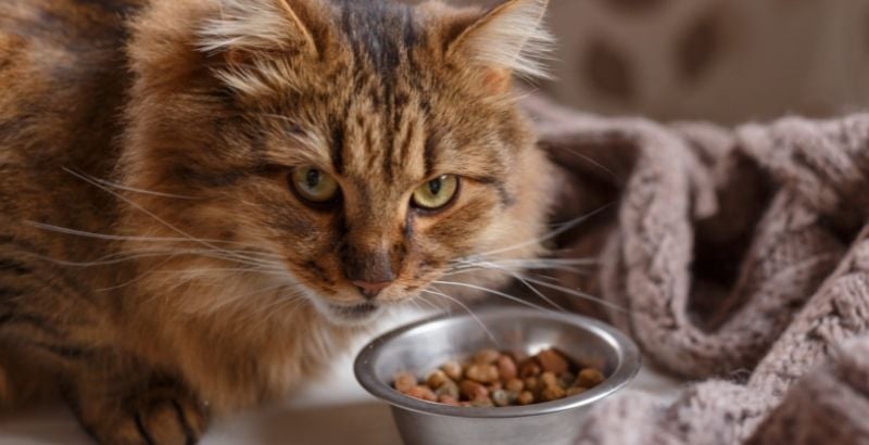 L'alimentation bio pour chat