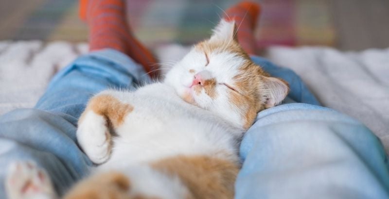 Pourquoi mon chat dort sur moi ?