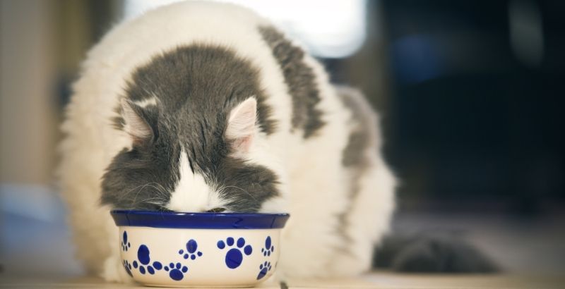Mon chat mange trop, que faire ?
