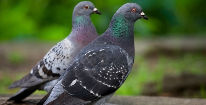 La reproduction du pigeon