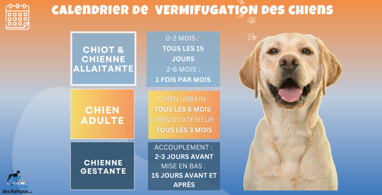 Vermifuge pour chien votre guide détaillé pour protéger votre animal