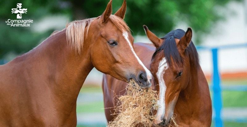 Comment récolter du foin pour mon cheval ?