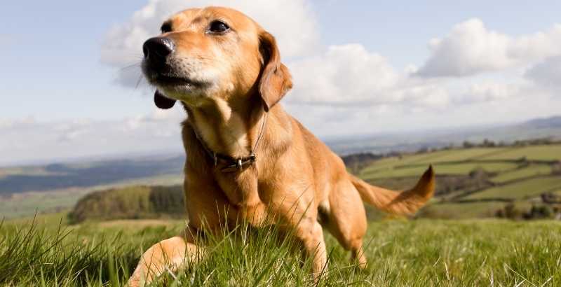 Les chondroprotecteurs peuvent-ils contribuer au traitement de l'arthrose du chien ?