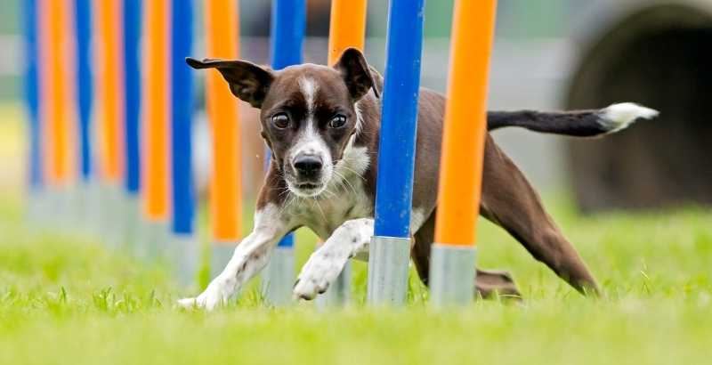 Quel niveau, fréquence et type d'activité doit-on fournir à un chien de race "sportive" ?