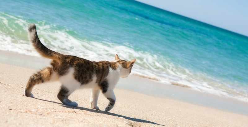 VIDÉO VETO : Partir en Vacances avec son animal - Nos accessoires indispensables