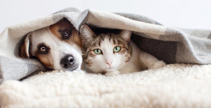Flexadin : Solutions articulaires pour chiens et chats – Advanced, Plus et comprimés