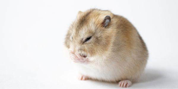 Guide complet du hamster russe: Soins, alimentation et comportement