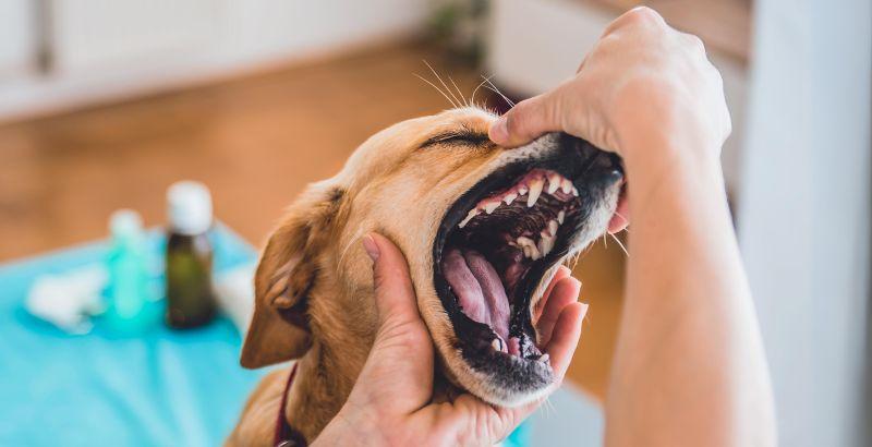 La gingivite canine : comprendre, prévenir et traiter
