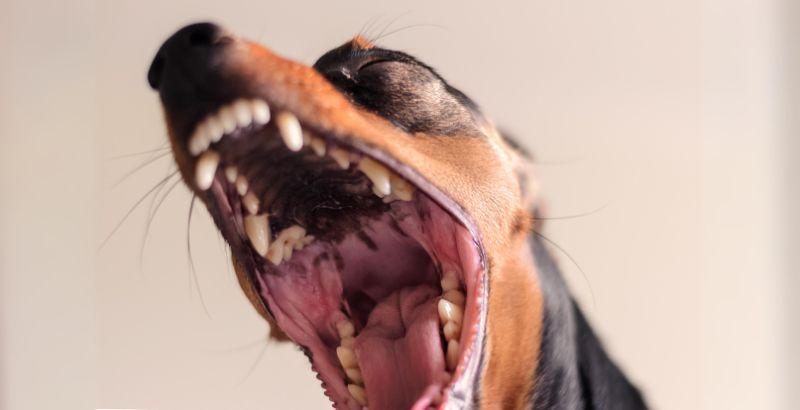 La mauvaise haleine chez le chien : la comprendre et la traiter