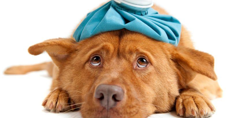 L'insuffisance rénale chez le chien : symptômes, causes et traitements