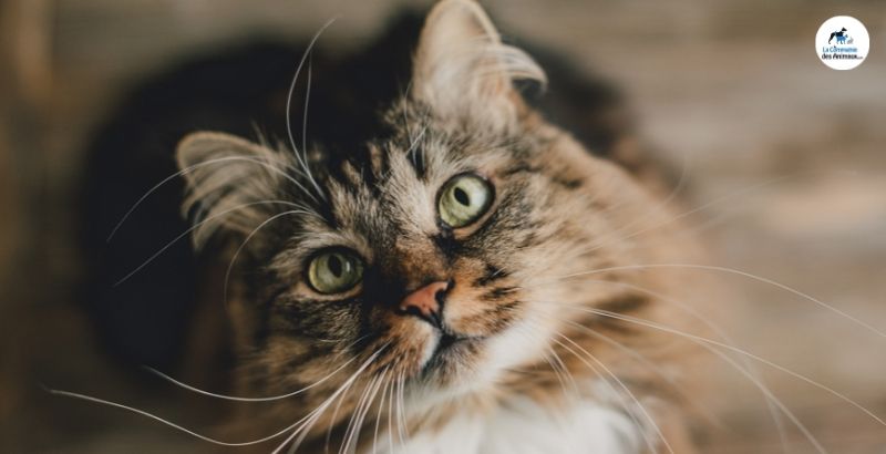 On a testé les Mijotés Healthy Cuisine de Hill's pour chat : un vrai délice !