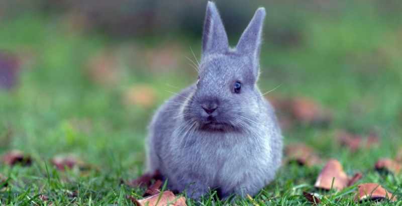 Comment déterminer l’âge d’un Lapin ?