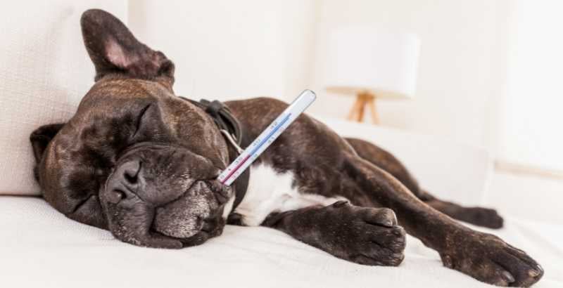 La fièvre chez le chien