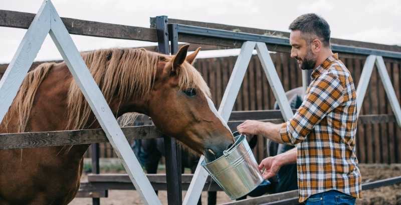 Faut-il donner de la spiruline à son cheval ?