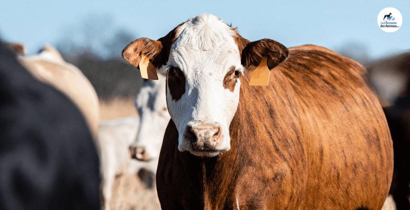 On a testé le Drench Lact des bovins adultes