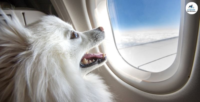 Comment prendre l'avion avec son chien ?