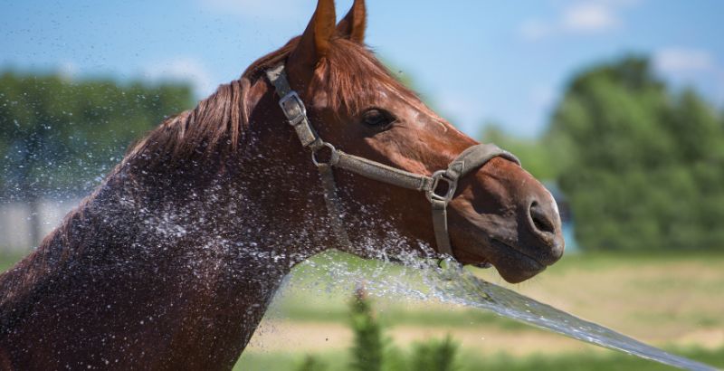 Gestion des fortes chaleurs chez les chevaux : Le risque de Coup de Chaleur