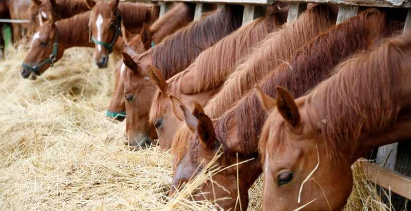 Importances des fourrages pour les chevaux 