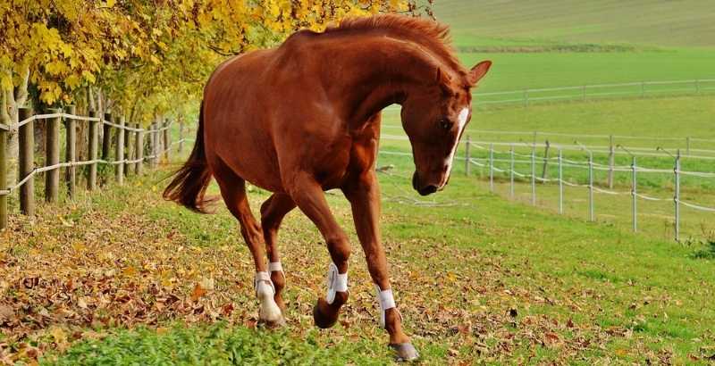 Pieds du cheval : soins locaux et cures de Biotine
