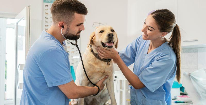 Top 10 des maladies les plus communes chez les chiens