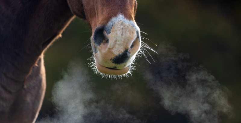 La gestion du confort respiratoire du cheval avec EQUISTRO SECRETA PRO MAX