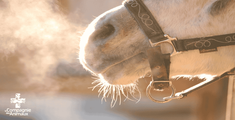 Le paardendrogist sirop respiratoire