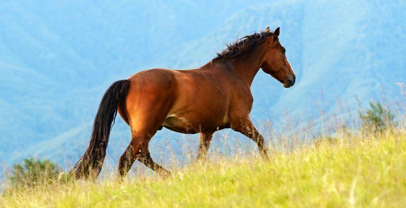 Les bienfaits de l’huile de Lin chez les chevaux : PAARDENDROGIST PUR HUILE DE LIN