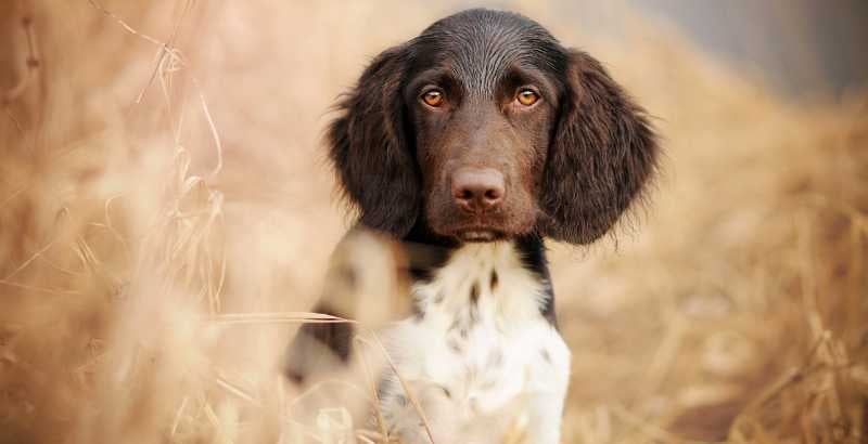Comment protéger son chien des épillets ?