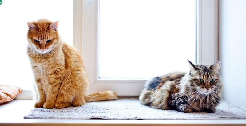 Comment faire cohabiter deux chats ? Découvrez Feliway Optimum !
