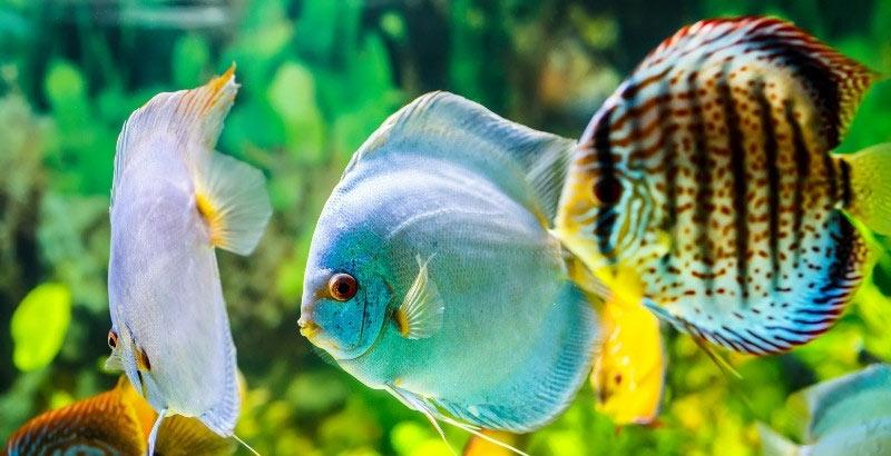 Comment bien démarrer avec un poisson ?