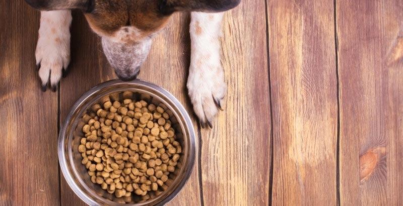 Les croquettes hypoallergéniques pour chien