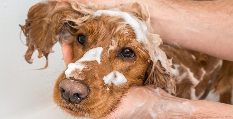 Quel shampoing choisir pour votre chien ou votre chat ?  