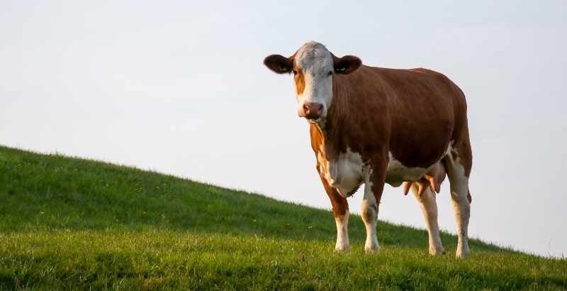 On a testé : Le K-ACTIV pour la complémentation en potassium des bovins