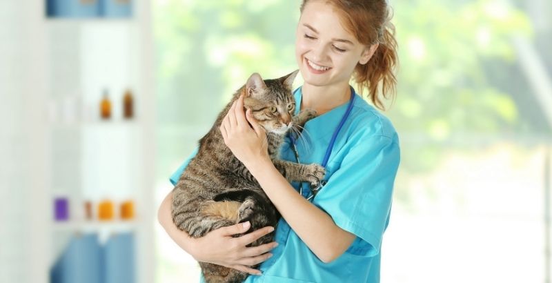 Stérilisation du chat : Pourquoi et comment faire stériliser son chat ?