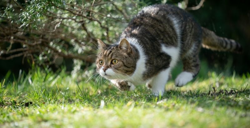 Comment pousser son chat à tuer moins d’animaux sauvages ?
