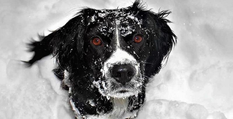 Quels sont les dangers de la neige pour votre chien ?