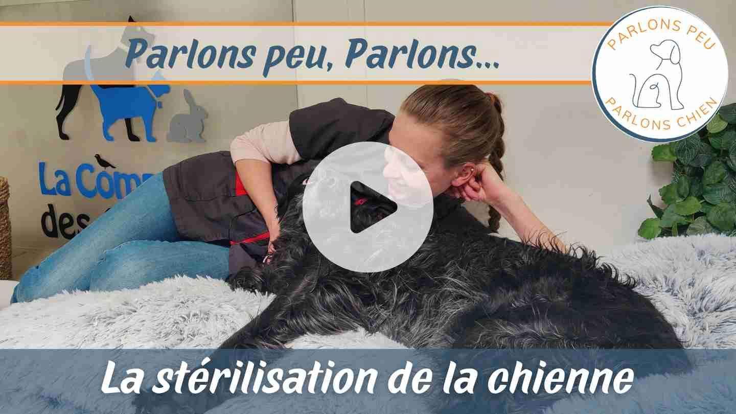 Parlons peu parlons chien : La stérilisation de la chienne [VIDEO]