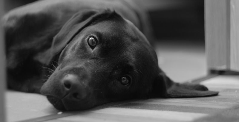 Conseil Vétérinaire - Blog - Mon chien a des pellicules : pourquoi ...