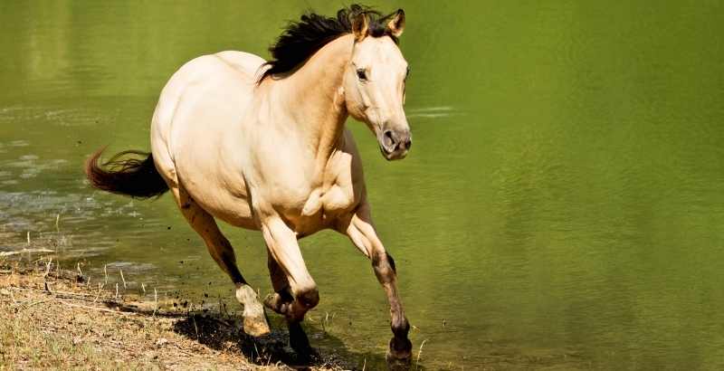 Les maladies naviculaires chez les chevaux