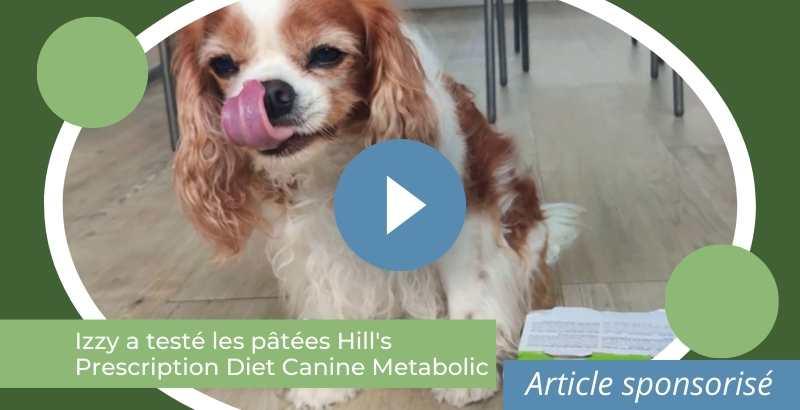 On a testé : Les pâtées Hill's Prescription Diet Canine Metabolic [VIDEO]