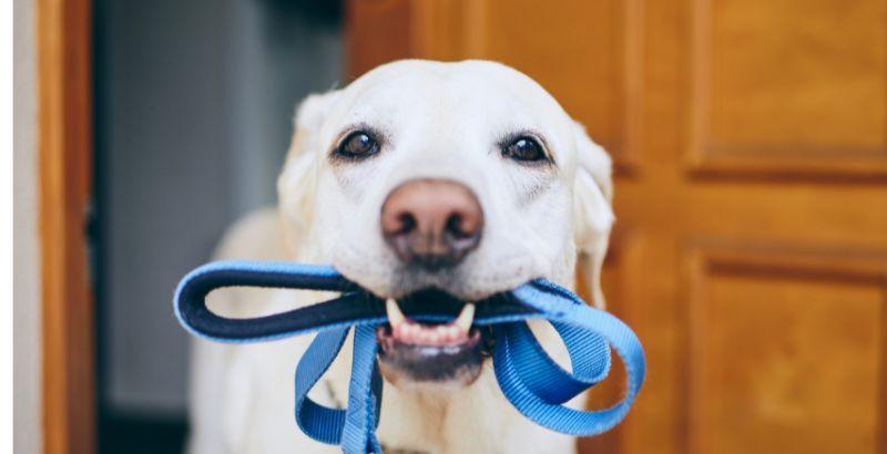 Comment gérer l'arthrose chez les chiens lors des promenades ? Conseils et astuce